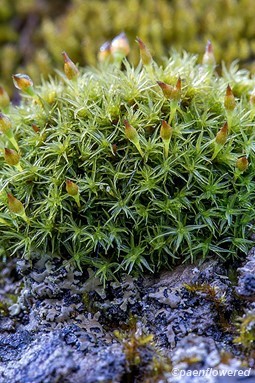 Plant form with wet leaves and sporophytes